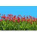 ดาวน์โหลดฟรี รูปภาพดอกทิวลิปบานสะพรั่งสีแดง format .png ตัดพื้นหลังออก